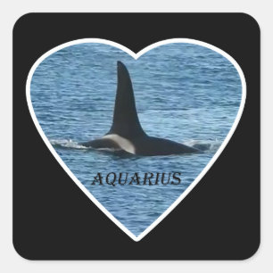 Killer Whale Fin "Aquarius" Orca Square Sticker