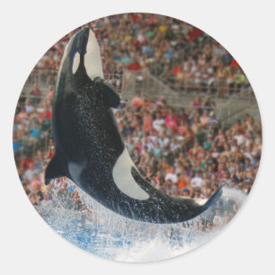 Killer whale jumping classic round sticker