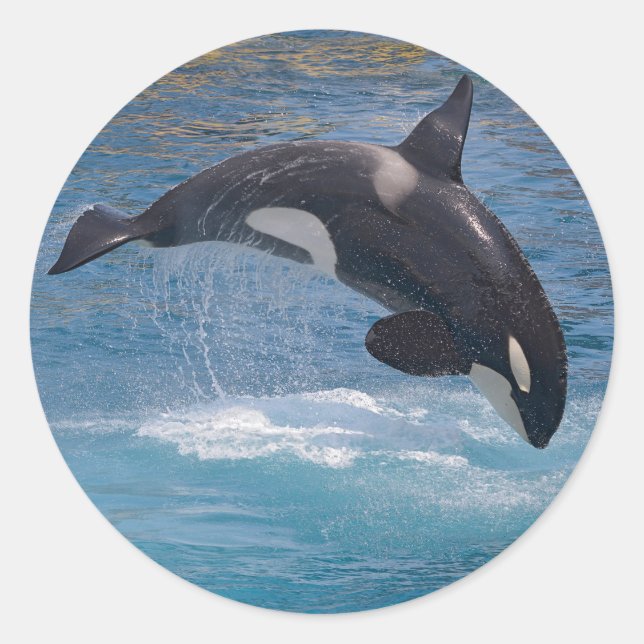 Killer whale jumping out of water classic round sticker (Front)