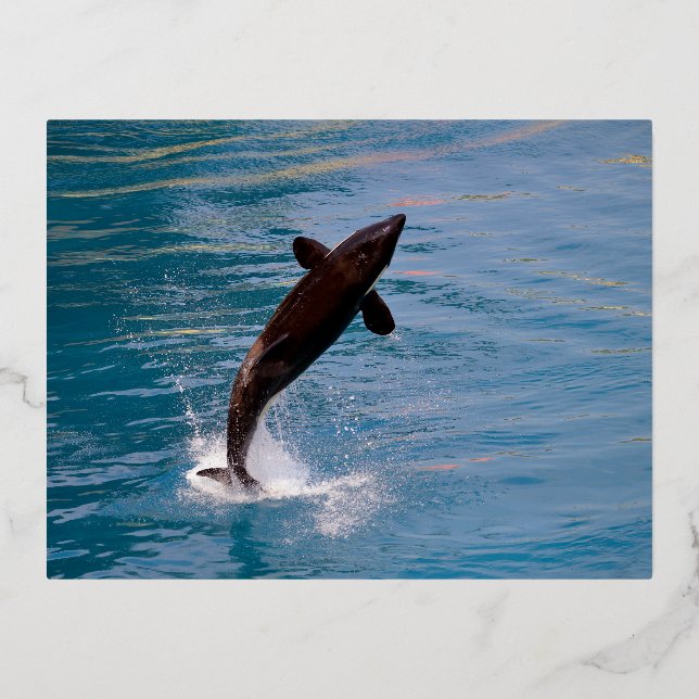 Killer whale jumping out of water foil holiday postcard (Front)