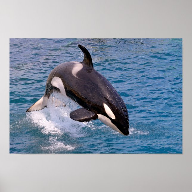 Killer whale jumping out of water poster (Front)