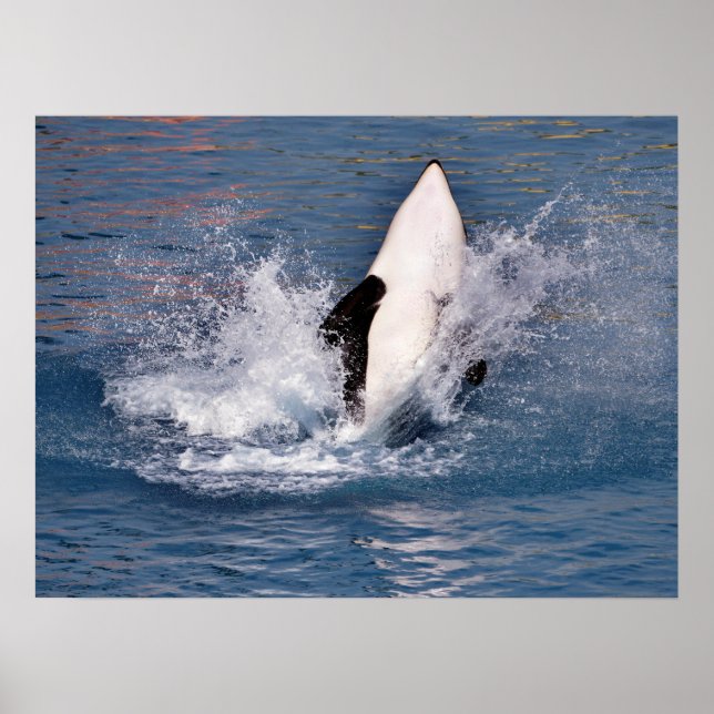 Killer whale jumping out of water poster (Front)