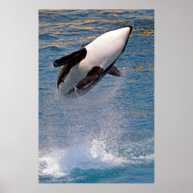 Killer whale jumping out of water poster (Front)
