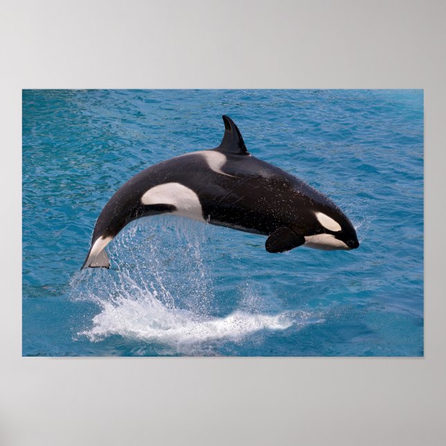 Killer whale jumping out of water poster (Front)