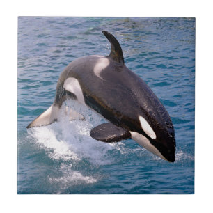 Killer whale jumping out of water tile