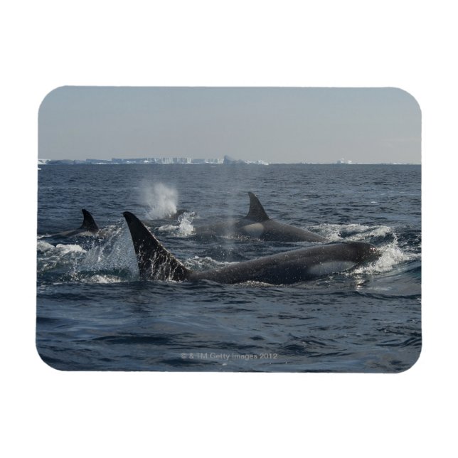 killer whale magnet (Horizontal)