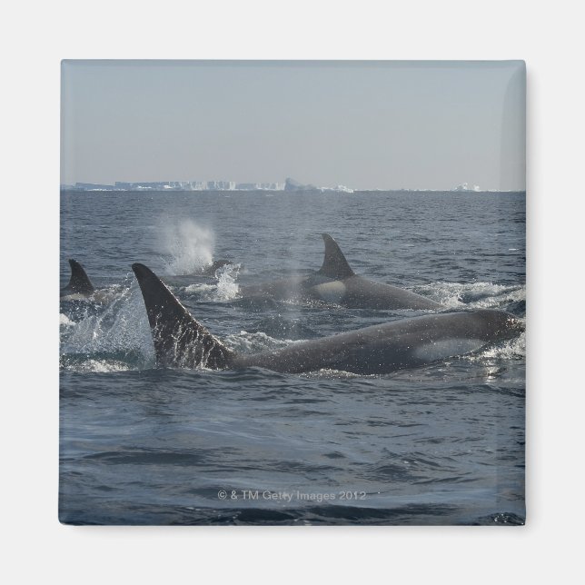 killer whale magnet (Front)