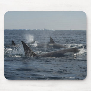 killer whale mouse pad