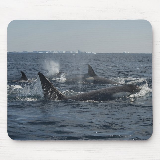 killer whale mouse pad (Front)