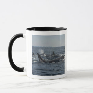 killer whale mug