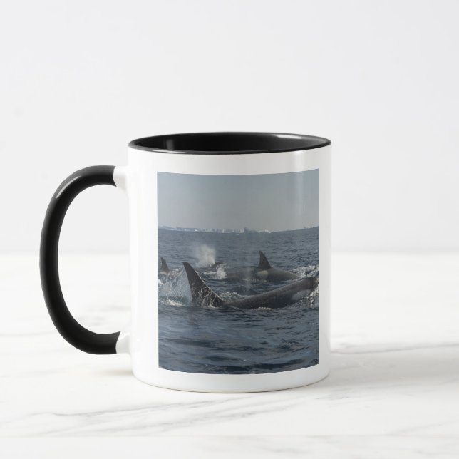 killer whale mug (Left)
