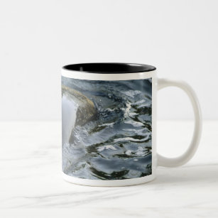 Killer Whale, Orca, Orcinus orca), adult Two-Tone Coffee Mug