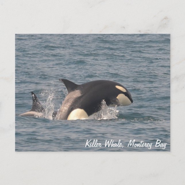 Killer Whale (Orca) Postcard (Front)