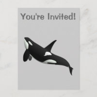 Killer Whale, Orcinus Orca