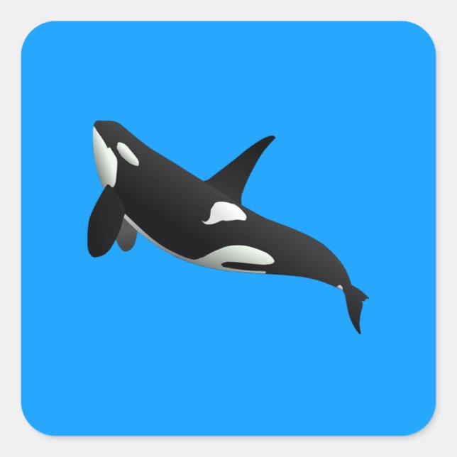 Killer Whale, Orcinus Orca Square Sticker (Front)