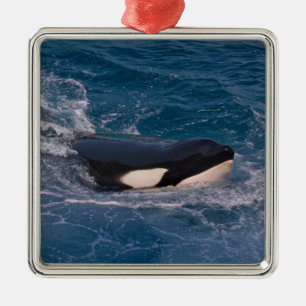 Killer whale swimming metal ornament
