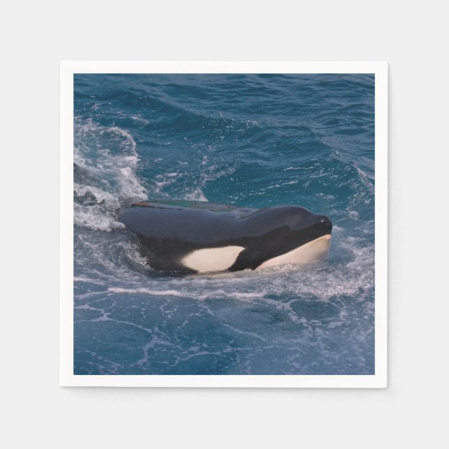 Killer whale swimming napkin (Front)