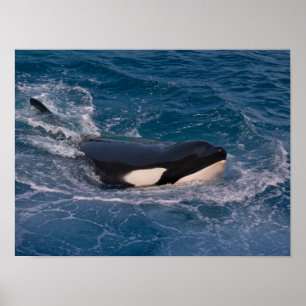 Killer whale swimming poster