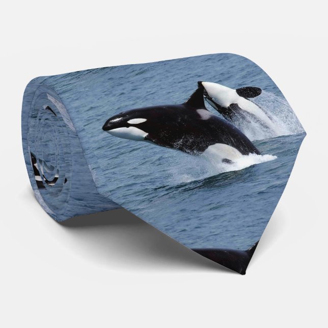 killer whale tie (Rolled)