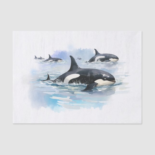 Killer Whale Tissue Paper (Front)