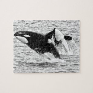 Killer Whales in monochrome, Jigsaw Puzzle