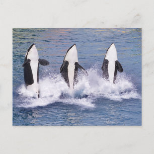 Killer whales jumping out of water postcard