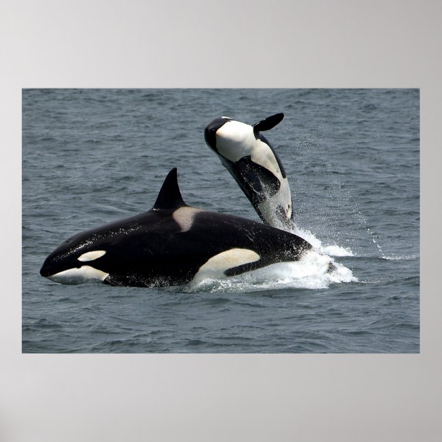 Killer whales jumping poster (Front)
