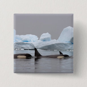 killer whales (orcas), Orcinus orca, pod 15 Cm Square Badge