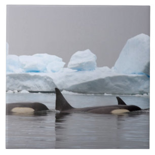 killer whales (orcas), Orcinus orca, pod Ceramic Tile