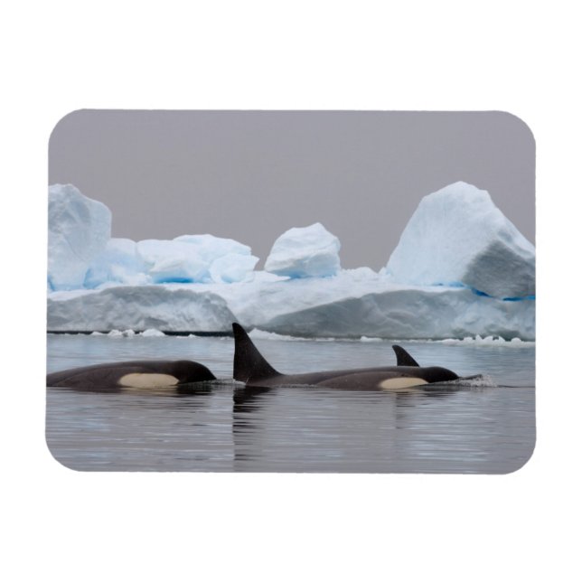 killer whales (orcas), Orcinus orca, pod Magnet (Horizontal)