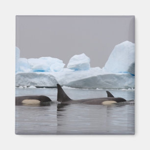 killer whales (orcas), Orcinus orca, pod Magnet