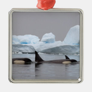 killer whales (orcas), Orcinus orca, pod Metal Ornament