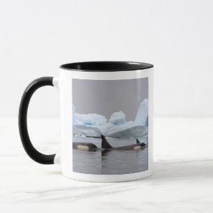 killer whales (orcas), Orcinus orca, pod Mug