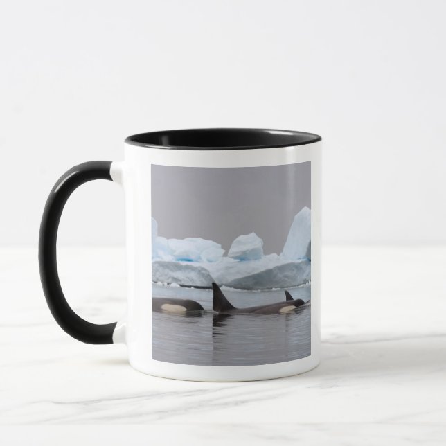 killer whales (orcas), Orcinus orca, pod Mug (Left)