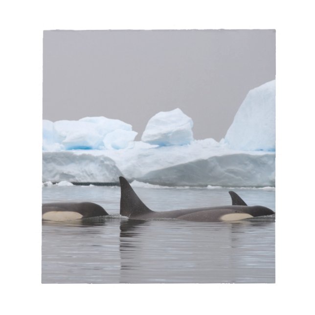 killer whales (orcas), Orcinus orca, pod Notepad (Front)