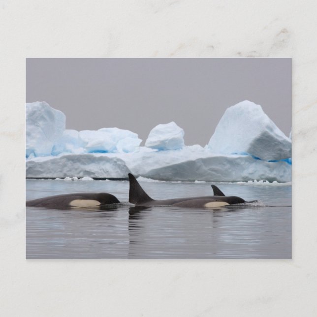killer whales (orcas), Orcinus orca, pod Postcard (Front)