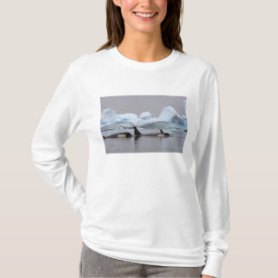 killer whales (orcas), Orcinus orca, pod T-Shirt