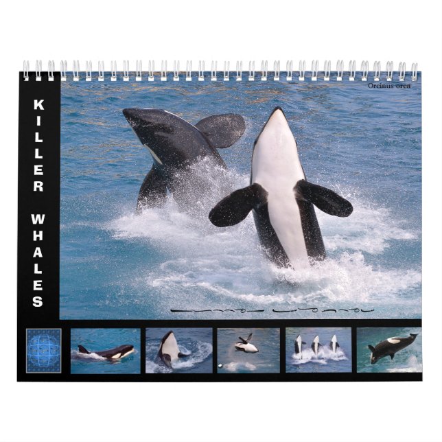 Killer whales (Orcinus orca) for 12 month calendar (Cover)