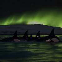 Killer Whales Under the Aurora - Orca