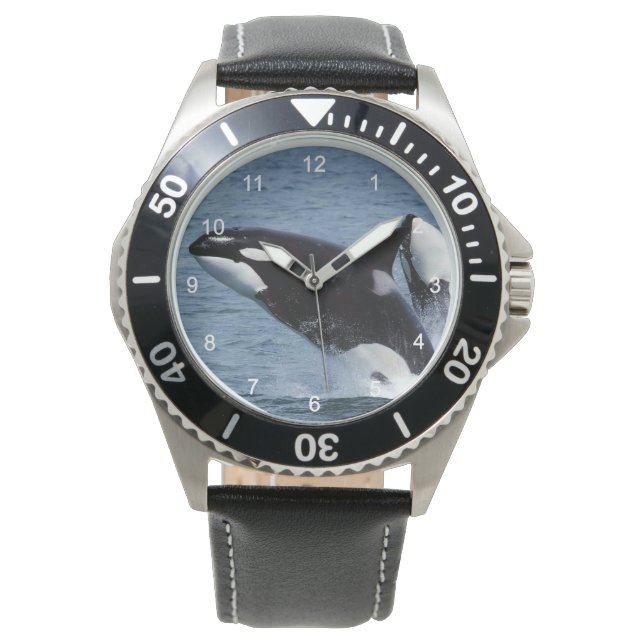 Killer whales watch (Front)