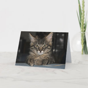 Kimber Cat Don't Burn Yourself Birthday Card