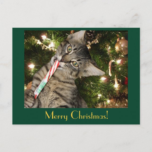Kimber Cat Eats Candy Cane Postcard (Front)