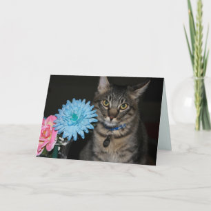 Kimber Cat Poses Get Well Card