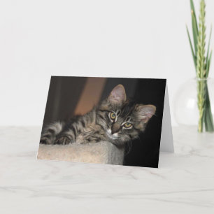 Kimber Chillin' Kitten Blank Greeting Card