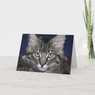 Kimber Kitten Blank Greeting Card