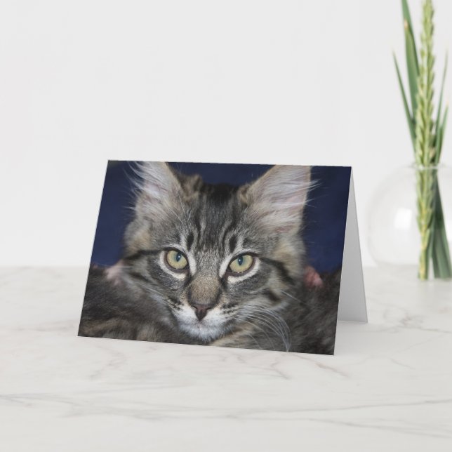 Kimber Kitten Blank Greeting Card (Front)