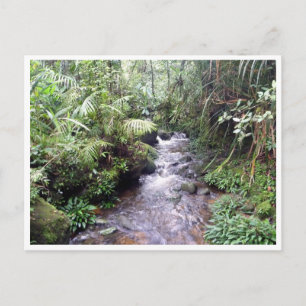 kinabalu creek postcard