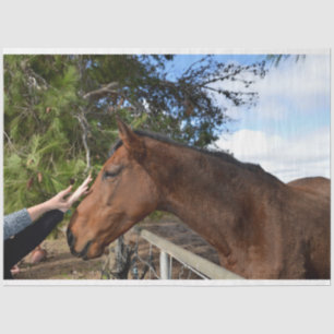 "Kind Touch: Bonding with a Gentle Brown Horse" Tissue Paper