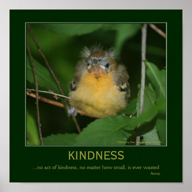 Kindness Inspirational Quote Baby Oriole  Poster (Front)