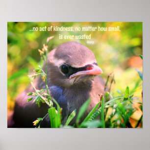 Kindness Quote Baby Bird Inspirational  Poster